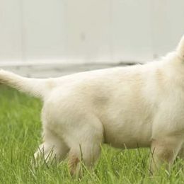Labrador Retrievers from Holly Farm Labradors