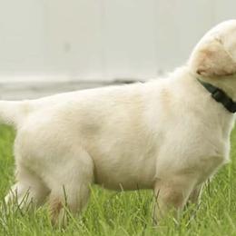 Labrador Retrievers from Holly Farm Labradors