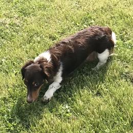 Bella - Dachshund
