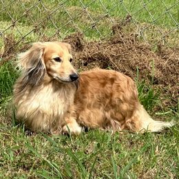 Van zant - Dachshund