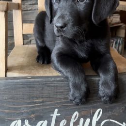 Labrador Retriever Puppies from Crown Royal hunting Labs