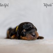 Alfredo "Alfie" - Black and rust Beauceron puppy in Escondido, California from Wildfire Kennels