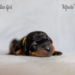 Alfredo "Alfie" - Black and rust Beauceron puppy in Escondido, California from Wildfire Kennels