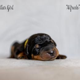 Alfredo "Alfie" - Black and rust Beauceron puppy in Escondido, California from Wildfire Kennels
