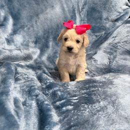 Lilly - Cream female Havapoo puppy in Tennessee Colony, Texas from Poodle an Doodles 3:16