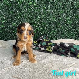Teal girl - Blue merle female Bernedoodle puppy in Modesto, California from Two Doods Doodles
