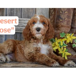 Desert Rose-Dark pink collar female - Red female Irish Doodle puppy in Macedon, New York from Toodles Goldendoodles
