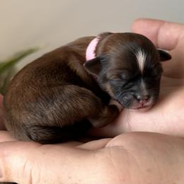 Girl 2 - Brown female Shihpoo puppy in Asheboro, North Carolina from Southern Bred Pups