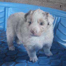 Merle Girl 1 - Red merle female Australian Shepherd puppy in Wauneta, Nebraska from 4H Aussies