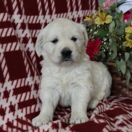 Felicity - Light golden female Golden Retriever puppy in Fredericksburg, Ohio from Golden family companion's