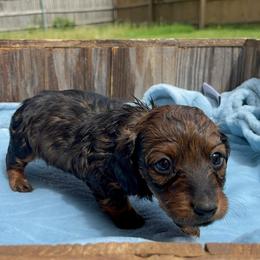 Simon- AKC - Red male Dachshund puppy in Gainesville, Texas from Diamond B Doxies