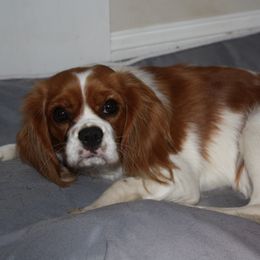 Cassidy - Cavalier King Charles Spaniel