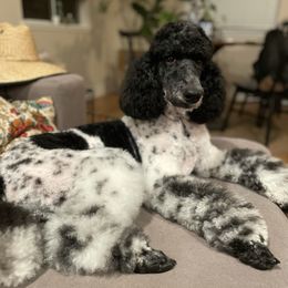 Emmi - Poodle