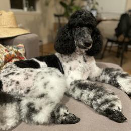 Emmi - Poodle