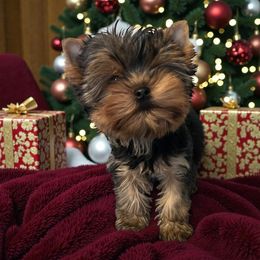Judy - Blue and gold female Yorkshire Terrier puppy in Kendallville, Indiana from Yorkies Kisses