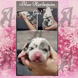 Blue Harlequin girl - Blue and white female Great Dane puppy in Longview, Texas from Lazy A Danes