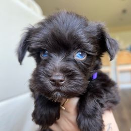 Lavender - Liver female Miniature Schnauzer puppy in Port St. Lucie, Florida from South Florida Miniature Schnauzers