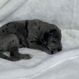 Orange - Merle male Great Dane puppy in Aspers, Pennsylvania from Elja Danes