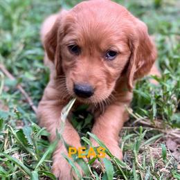 Peas - Dark golden female Golden Retriever puppy in Jonesboro, Arkansas from N. E. Arkansas Goldens and Doodles/ Southern Brewed Goldens