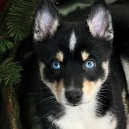 Comet - Pomsky puppy from Lunar Pomskies