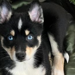 Comet - Pomsky puppy from Lunar Pomskies