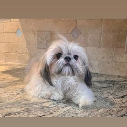 Delilah - Shih Tzu