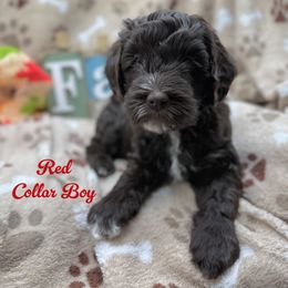 Boy 6 - Chocolate male Australian Labradoodle puppy in Rhode Island from Highland Beach Labradoodles