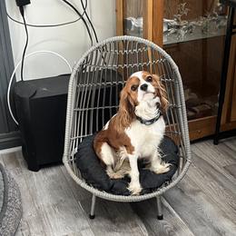 Diesel - Cavalier King Charles Spaniel