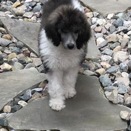 Poodles from Indigo Standard Poodles