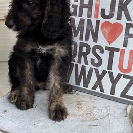 Goldendoodle and Labradoodle Puppies from Oopsie Doodles of NC