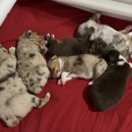 Australian Shepherd Puppies from Dream E River Ranch