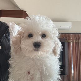 Bo Peep Girl - Parti Goldendoodle puppy in Petoskey, Michigan from Petoskey Goldendoodles