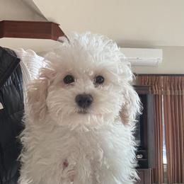 Bo Peep Girl - Parti Goldendoodle puppy in Petoskey, Michigan from Petoskey Goldendoodles