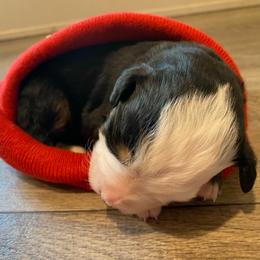 Ahava - Tri-color male Bernese Mountain Dog puppy in Rural Retreat, Virginia from Bernese Bunker