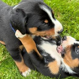 Appenzeller Sennenhund Puppies from HussarRidge