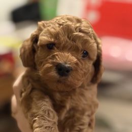 Ozzy - Red  male Poodle puppy in Port Huron, Michigan from Snay's Poodle Puppies