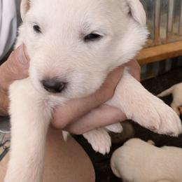 Girl 1 - White female Great Pyrenees puppy in Elfrida, Arizona from Outlaw Acres Farm & Kennels