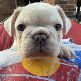 Boy 1 - male French Bulldog puppy in Murphy, Texas from Mathew Household Frenchies