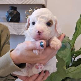 Prada - Cream male Goldendoodle puppy in Fordland, Missouri from K&K's Puppy Kingdom