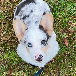 Stella - Pembroke Welsh Corgi