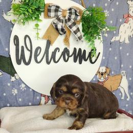 Willow - Chocolate female Cavalier King Charles Spaniel puppy in Marshfield, Missouri from Clearview Kennels