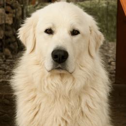 Luna - Great Pyrenees