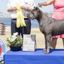 Cane Corso from Campo Cane Corso