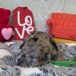 Chandler ( green collar) - Merle male Schnoodle puppy in Novinger, Missouri from Stormi Sky Schnoodles