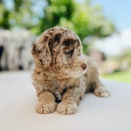 Cavapoo, Goldendoodle, and Golden Retriever Puppies from Canterbury Canines