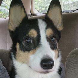 Pembroke Welsh Corgis from FG's Corgis