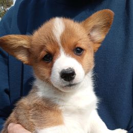 River - Sable male Pembroke Welsh Corgi puppy in Champaign, Illinois from McGovern Family Corgis