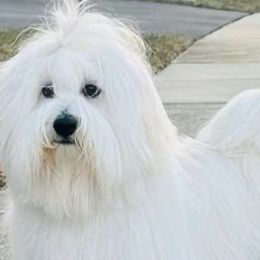 Coton de Tulear puppies from Four Lochs LLC