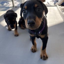 Purple - Black and rust female Doberman Pinscher puppy in Woodmere, New York from Ocean’s Breeze Doberman Pinschers