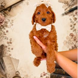 Novel - Red  female Goldendoodle puppy in Norcross, Georgia from Teddy Puppies